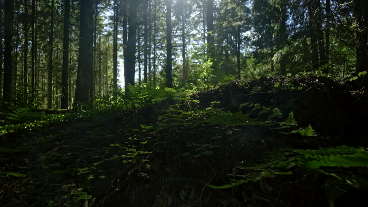 Stock Video Dark Forest Clearing Live Wallpaper For PC - Free Download