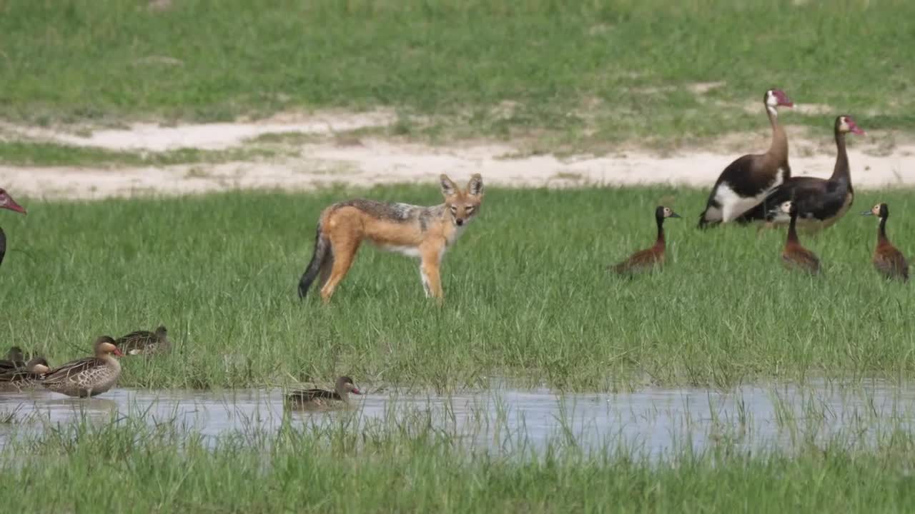 Stock Video Fox Hunting Birds In A Pond Live Wallpaper For PC - Free Download