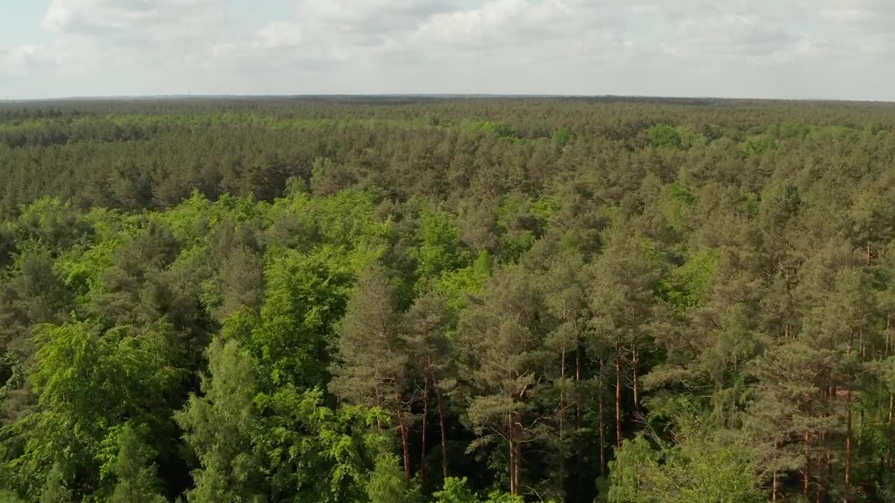 Free Video Stock travel above a dense pine forest Live Wallpaper - Free Download