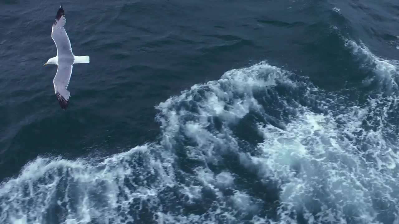 Free Stock Video Seagulls Flying Over The Sea Tracking Shot Live Wallpaper - Free Download