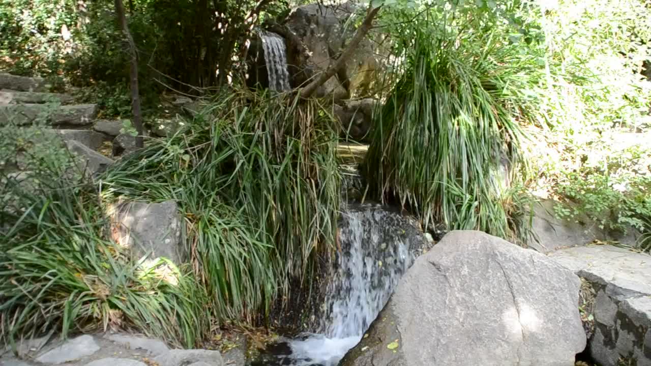 Stock Footage Waterfall Between Ferns Live Wallpaper - Free Download
