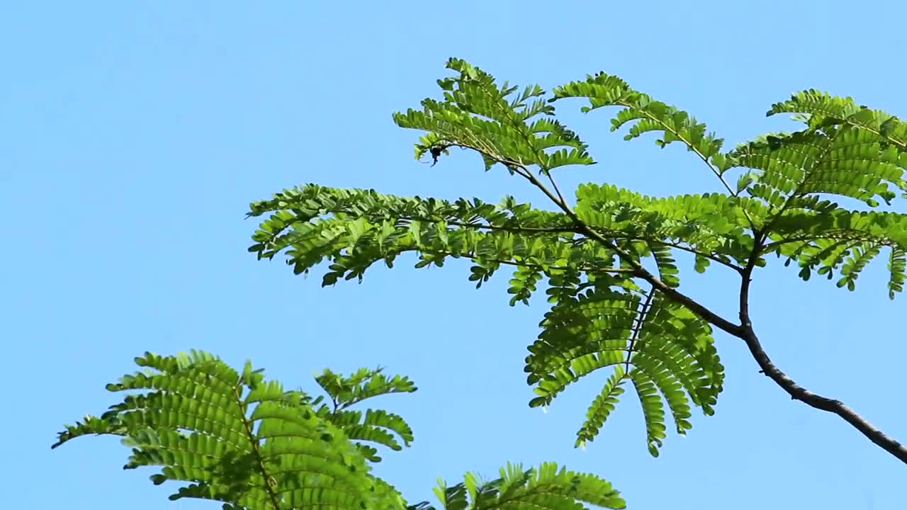 Stock Video Green Leaves On An Island Live Wallpaper For PC - Free Download