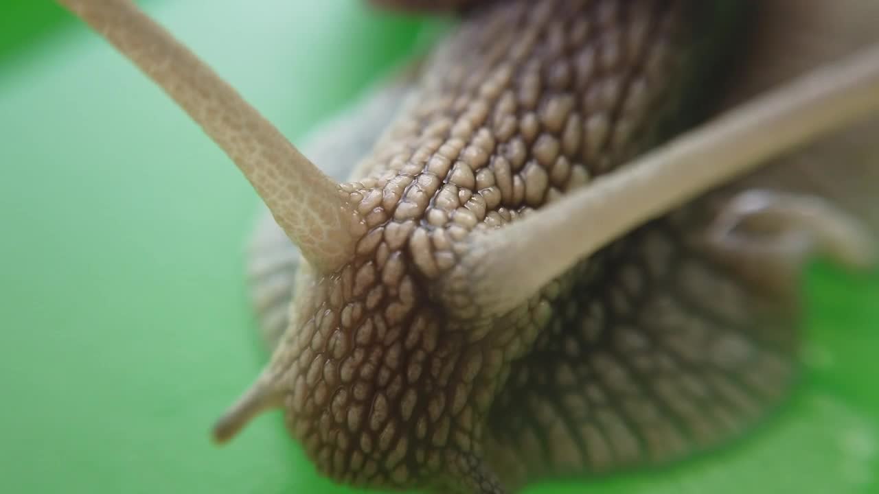 Free Video Stock Snail On A Leaf Of A Tree In A Very Live Wallpaper - Free Download