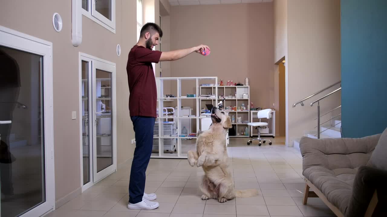 Stock Footage Vet Playing With A Patient Live Wallpaper - Free Download