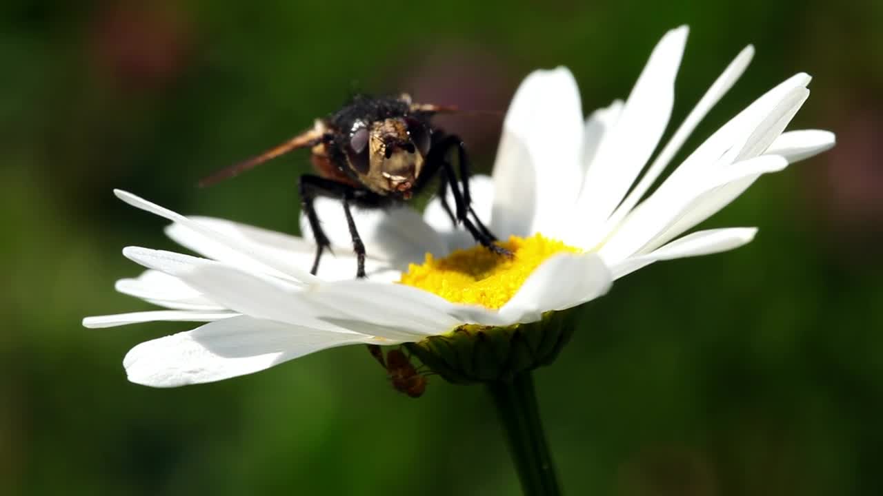 Stock Video Fly On A Daisy Live Wallpaper For PC - Free Download