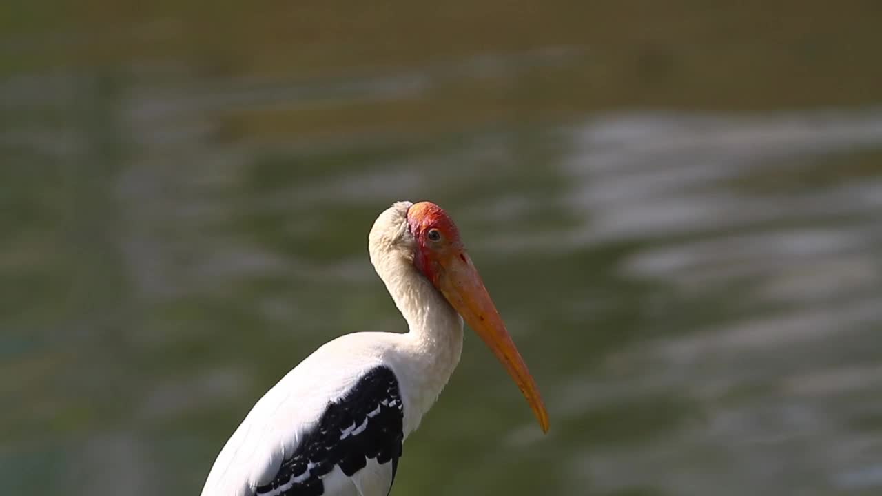 Free Video Stock Stork By The Lake Live Wallpaper - Free Download