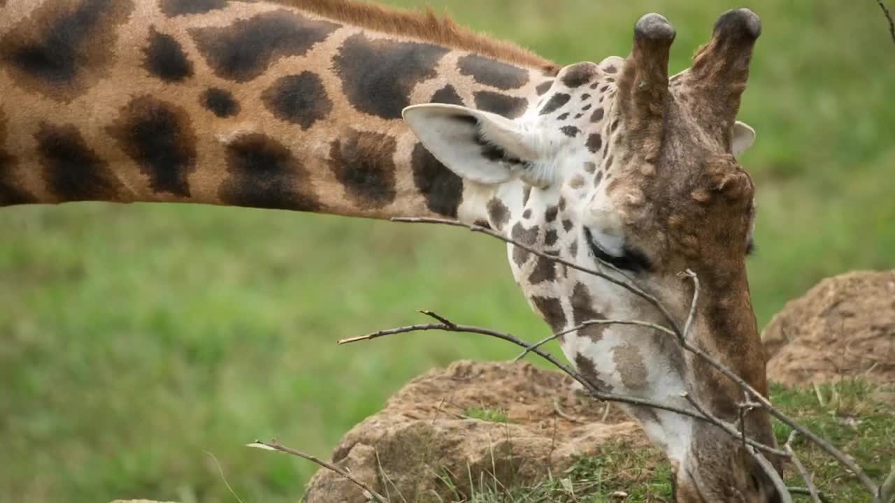 Stock Video Giraffe Eating Live Wallpaper For PC - Free Download