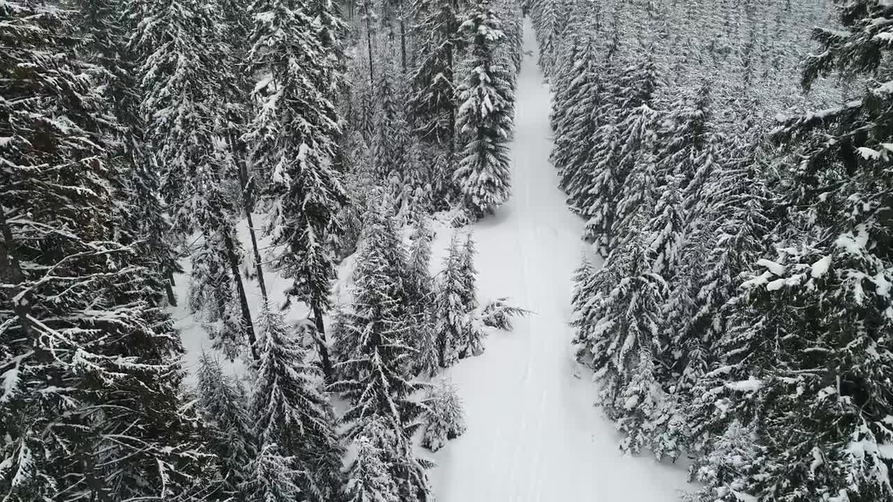 Free Video Stock Slow Aerial Tour Of A Winter Path In A Forest Live Wallpaper - Free Download