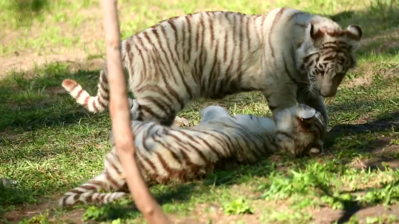 Stock Footage White Tiger Cubs Playing In The Grass Live Wallpaper - Free Download