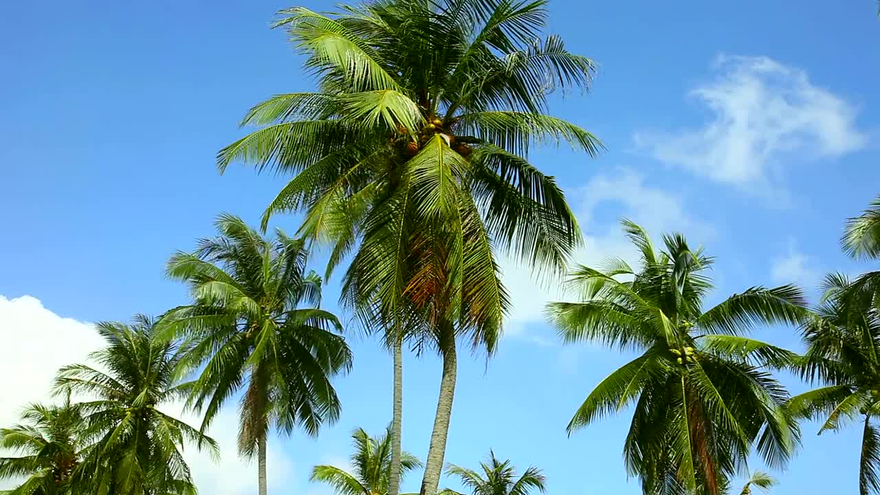Stock Video Coconut Palms Moving With The Wind Live Wallpaper For PC - Free Download