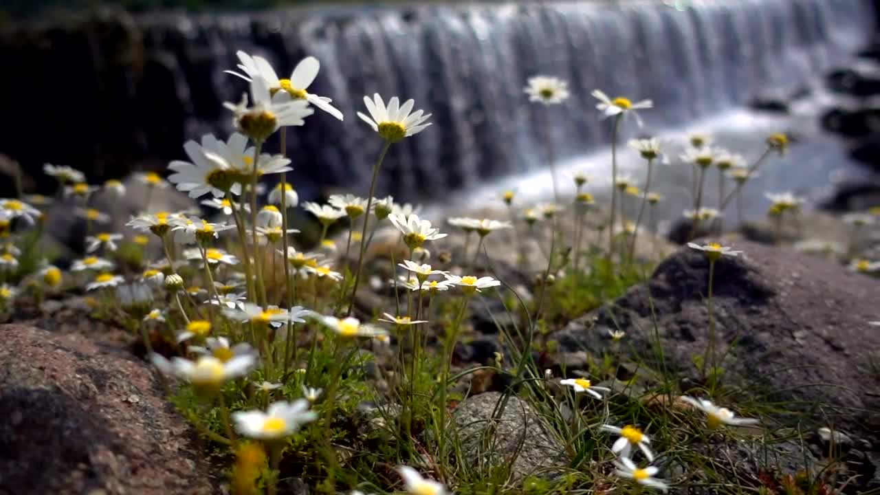 Stock Video Daisy Flowers Near A Big Waterfall Live Wallpaper For PC - Free Download