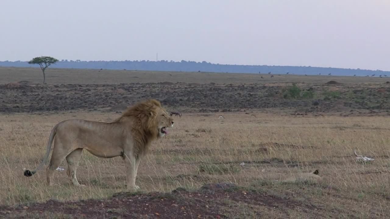 Stock Video Lions Resting On The Savanna Animated Wallpaper - Free Download