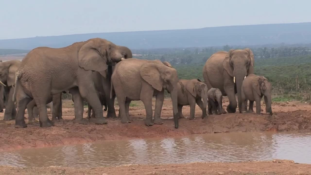 Stock Video Herd Of African Elephants In A Pond Animated Wallpaper - Free Download