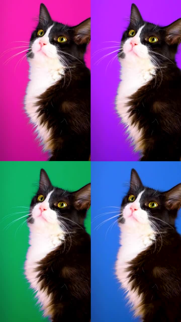 Stock Footage Video Of A Cat Played Four Times With Different Colored Live Wallpaper - Free Download