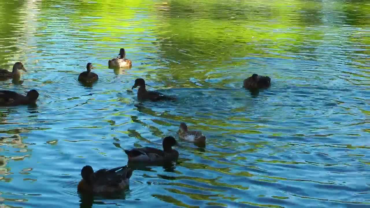 Stock Video Ducks Having Fun In A Lake Live Wallpaper For PC - Free Download