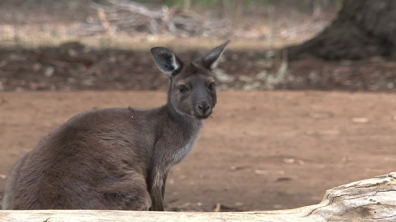 Stock Video Kangaroo Looking Around Animated Wallpaper - Free Download