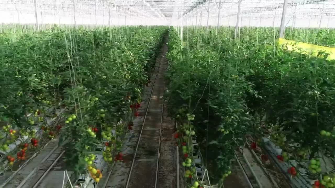 Free Stock Video Rows Of Plants Inside Live Wallpaper - Free Download