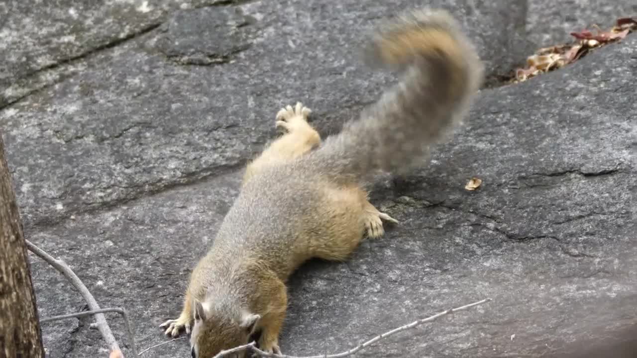 Free Video Stock Squirrel On A Rock Live Wallpaper - Free Download