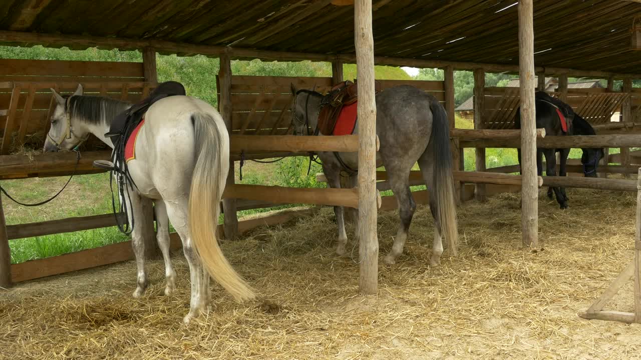Stock Video Horses Parked On The Stable Animated Wallpaper - Free Download