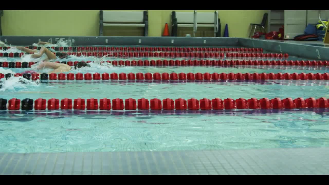 Free Video Stock swimming competition in an olympic pool Live Wallpaper - Free Download