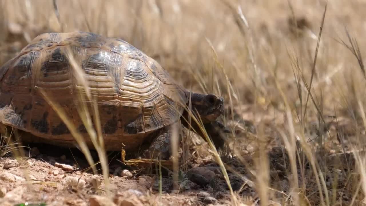 Free Video Stock tortoise walking through grass Live Wallpaper - Free Download
