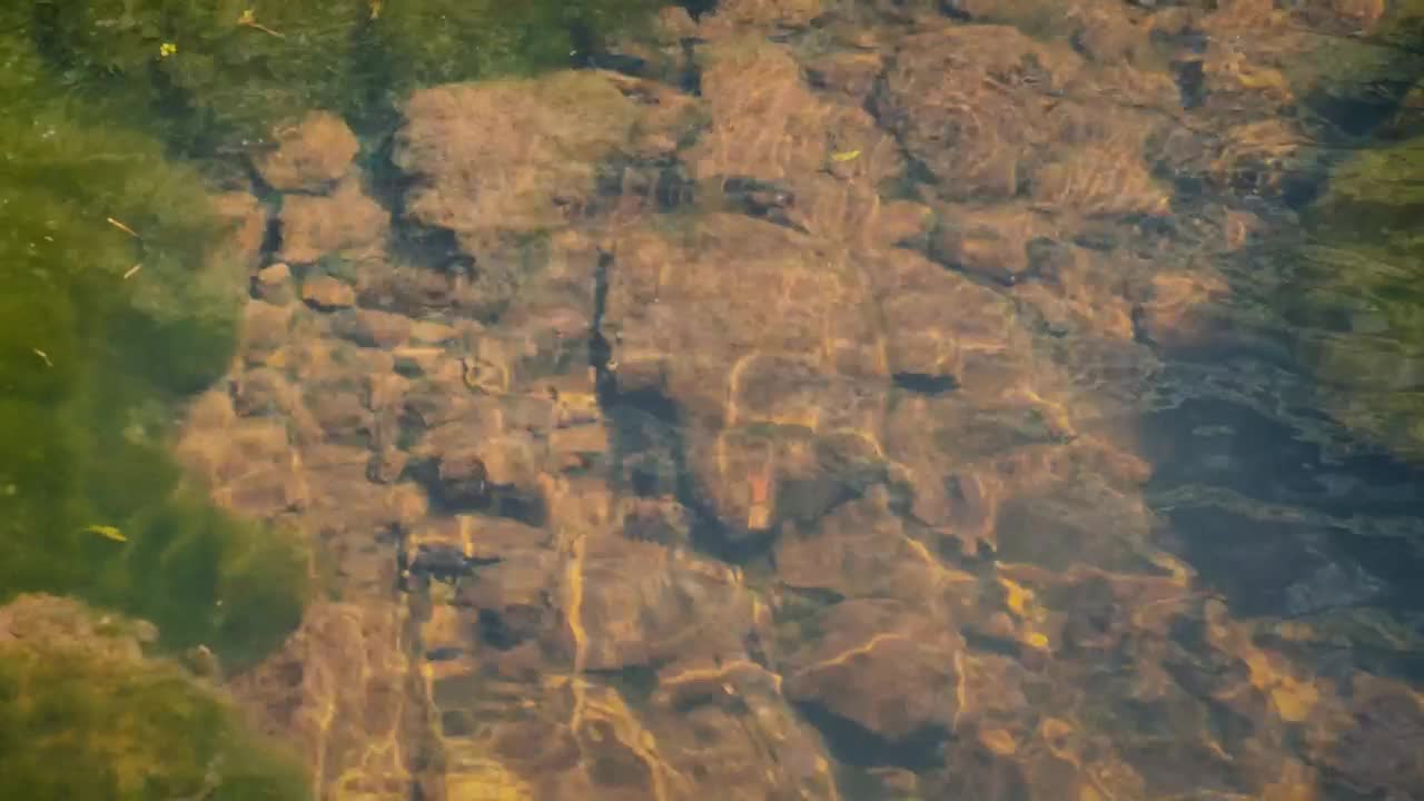 Stock Video Creek Stones Underwater Live Wallpaper For PC - Free Download