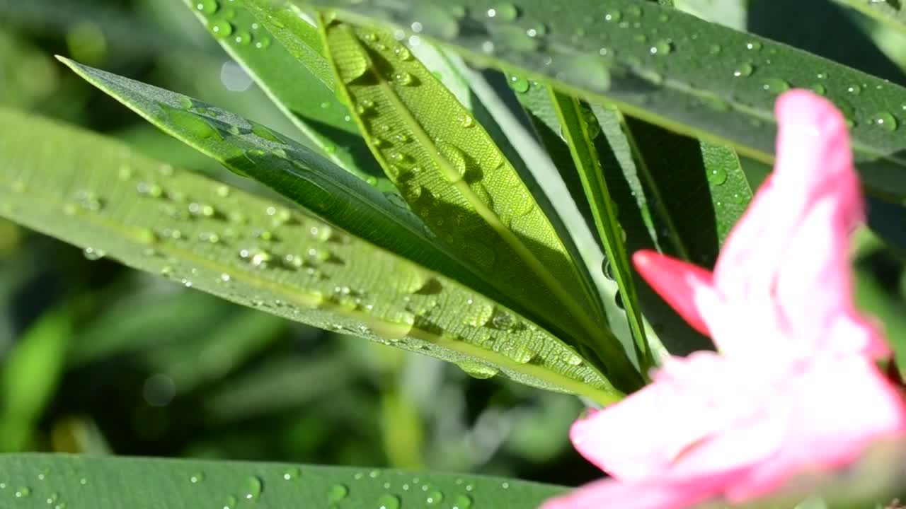 Stock Video Dew On Wildflowers Live Wallpaper For PC - Free Download