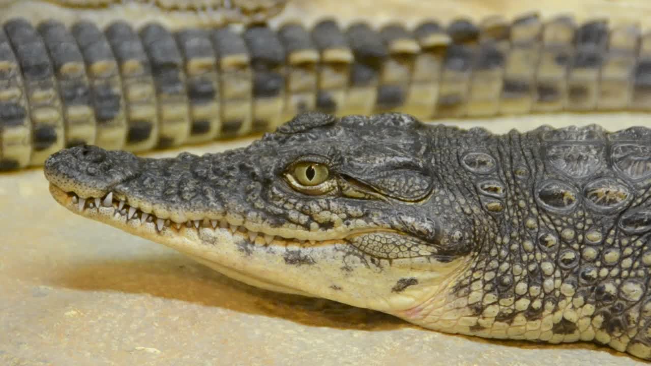 Stock Video Crocodile Breathing Slowly Live Wallpaper For PC - Free Download