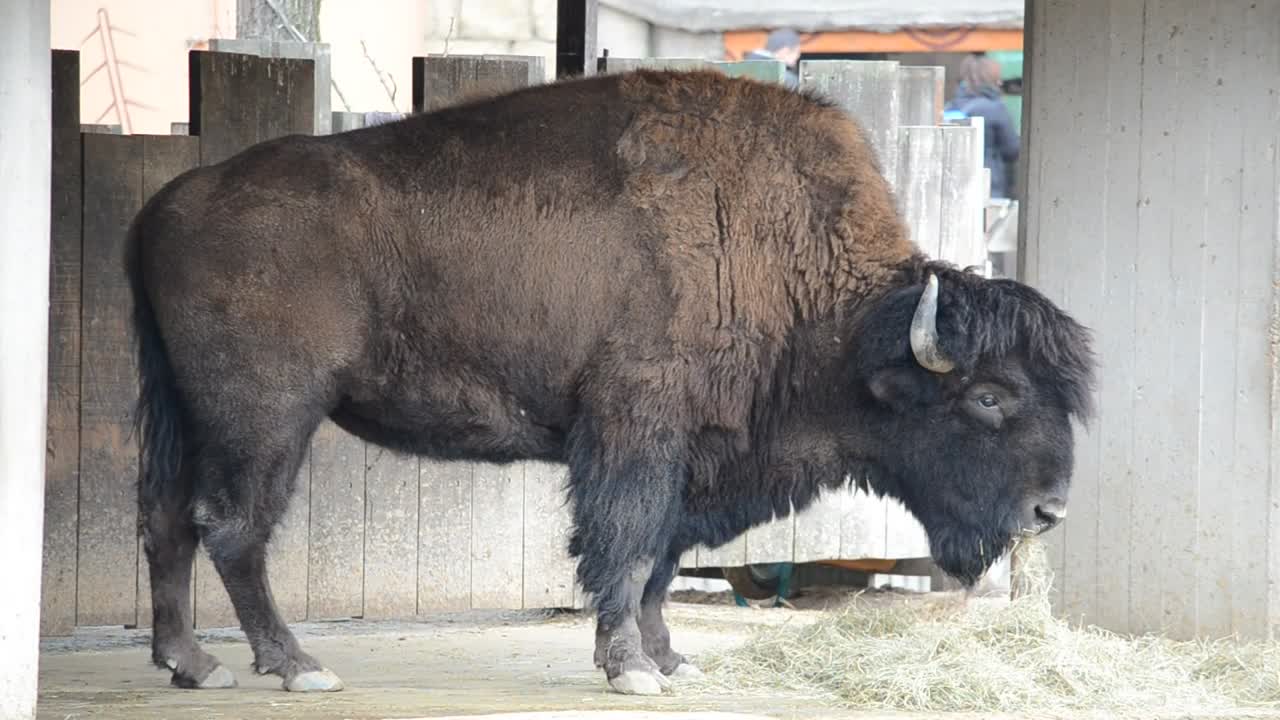 Stock Video Bison Eating In A Stable Live Wallpaper For PC - Free Download