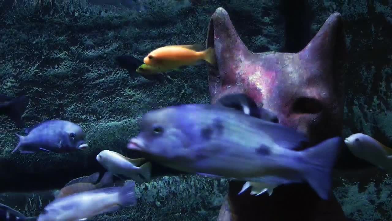 Stock Video Egyptian Cat On The Sea Floor Surrounded By Fish Live Wallpaper For PC - Free Download