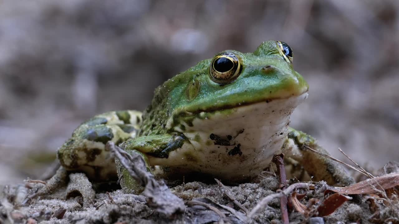 Stock Video Little Static Green Frog Breathing Animated Wallpaper - Free Download
