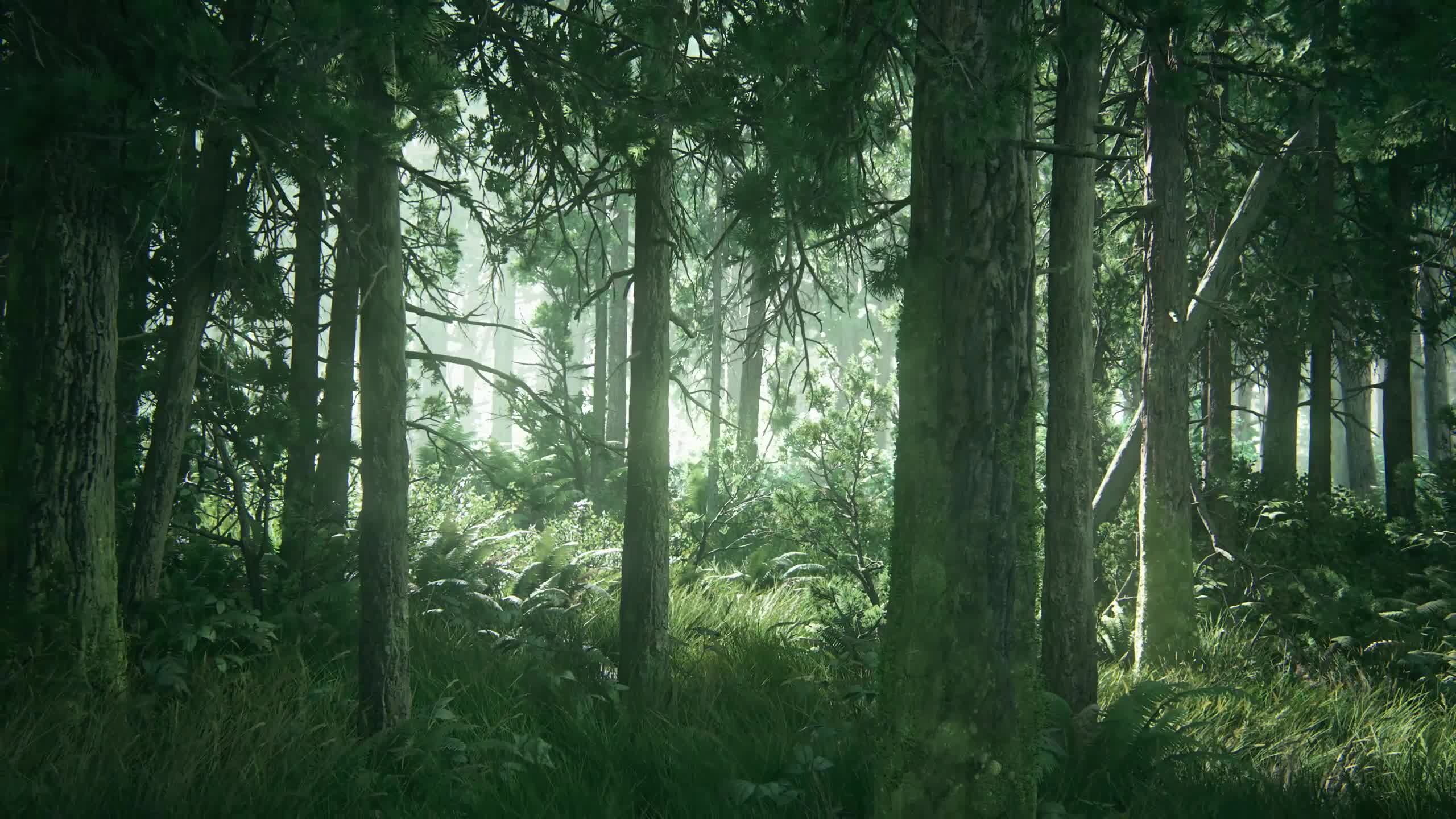 The Last Of Us Part Ii Woods Live Wallpaper - Free Download