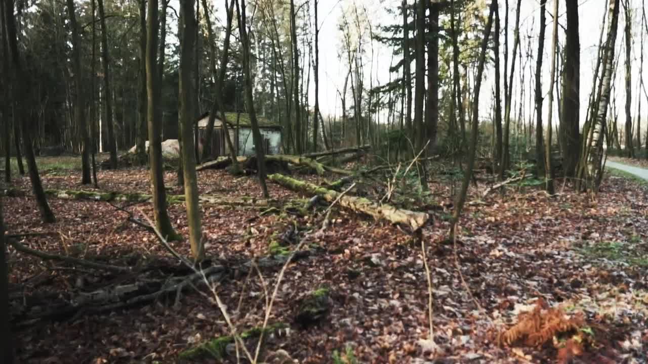 Free Stock Video Shed In The Middle Of A Wood Live Wallpaper - Free Download