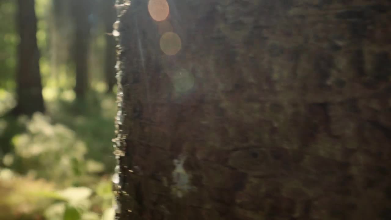 Free Video Stock Sunlight Shining Through Trees Live Wallpaper - Free Download