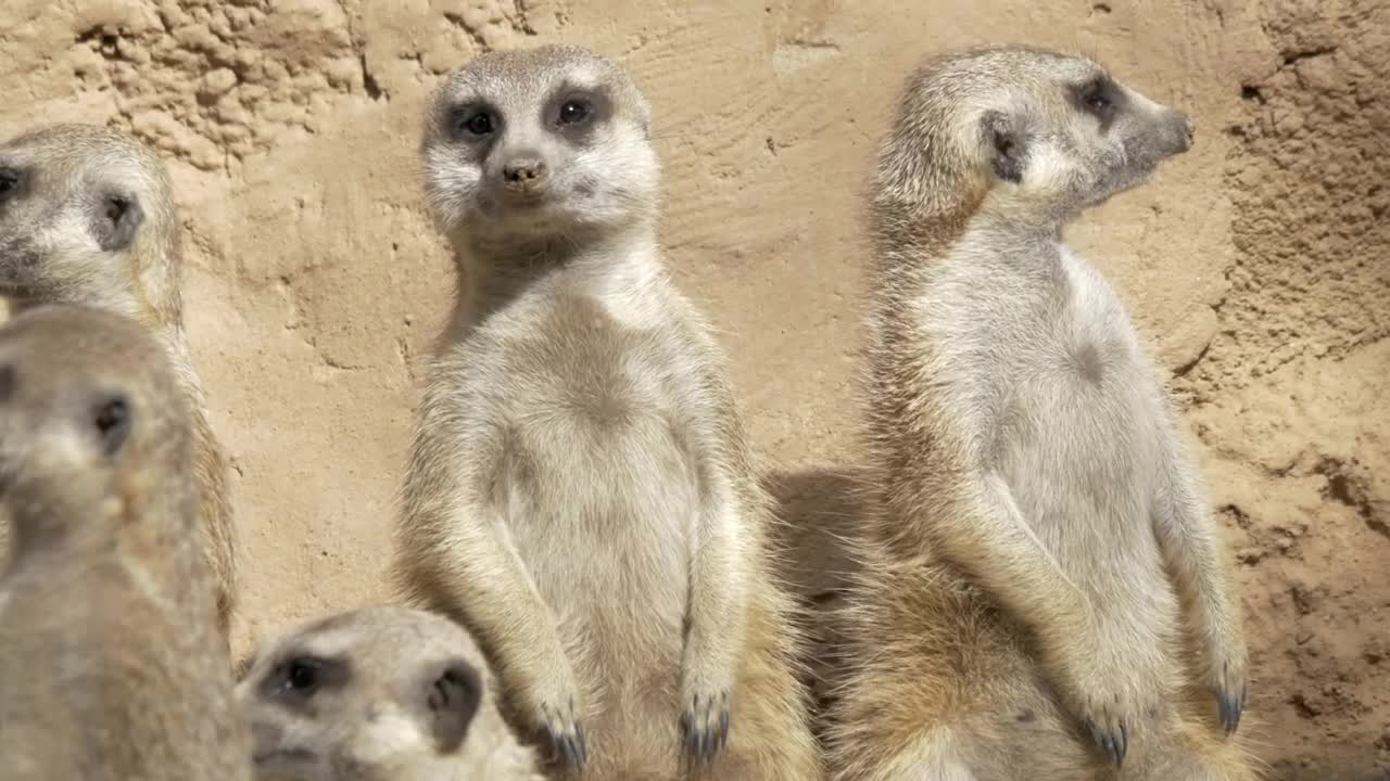 Stock Video Meerkats Standing U Animated Wallpaper - Free Download