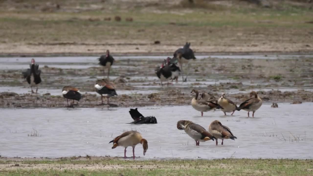 Stock Video Gooses And Ducks Enjoying The Pond Live Wallpaper For PC - Free Download