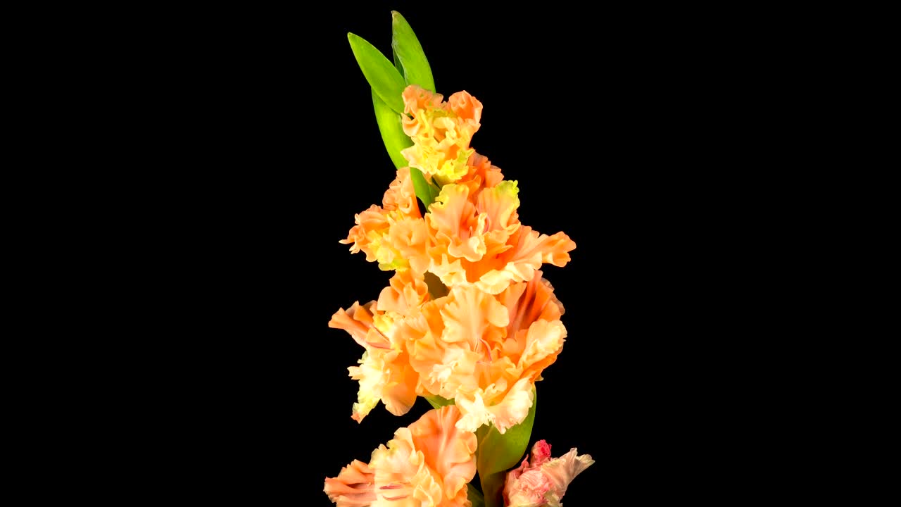Stock Video Orange Gladiolus Flower Opens Live Wallpaper - Free Download