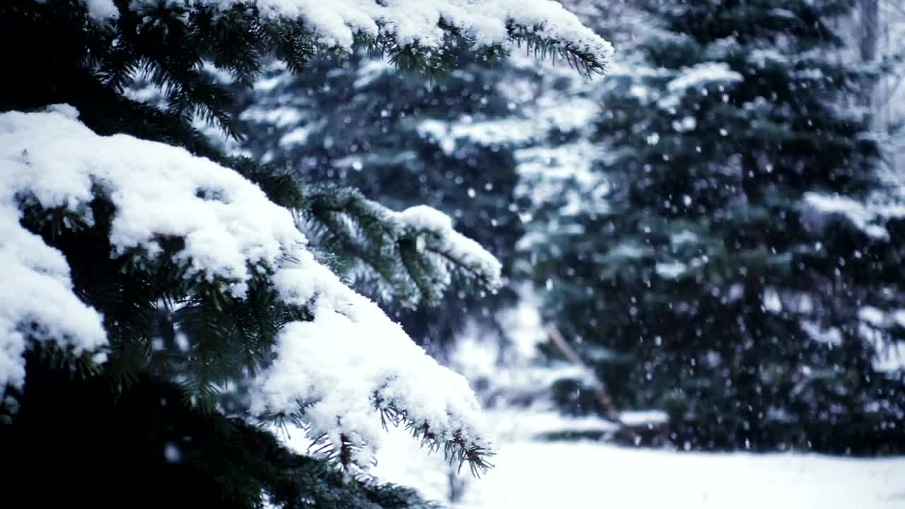 Free Video Stock Slow Motion Of Snow Falling In The Pine Forest Live Wallpaper - Free Download