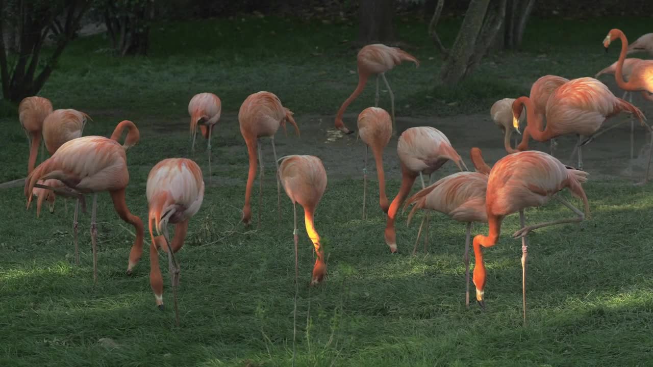 Stock Video Flamingos Eating In A Field Live Wallpaper For PC - Free Download
