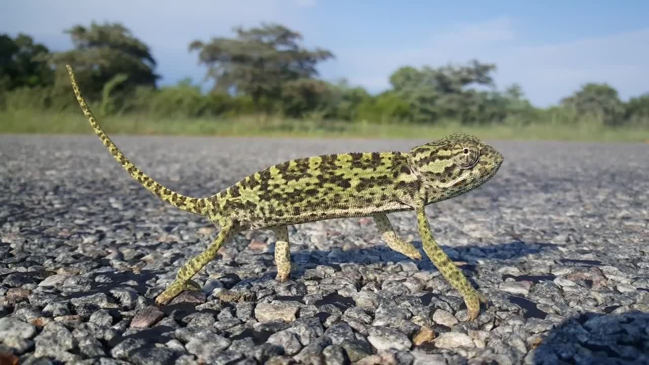 Video Stock Chameleon Looking Around On A Rocky Ground Live Wallpaper For PC - Free Download