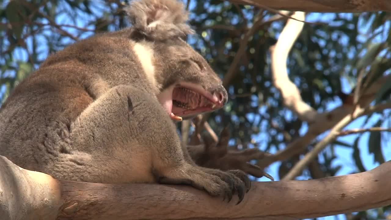 Stock Video Koala Yawning In A Tree Animated Wallpaper - Free Download