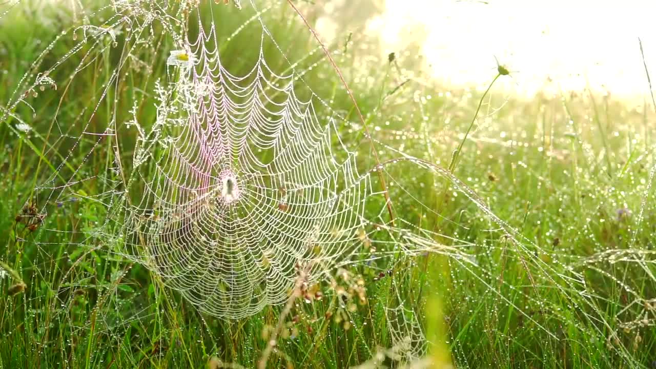 Free Video Stock Spider Web In The Tall Grass Live Wallpaper - Free Download
