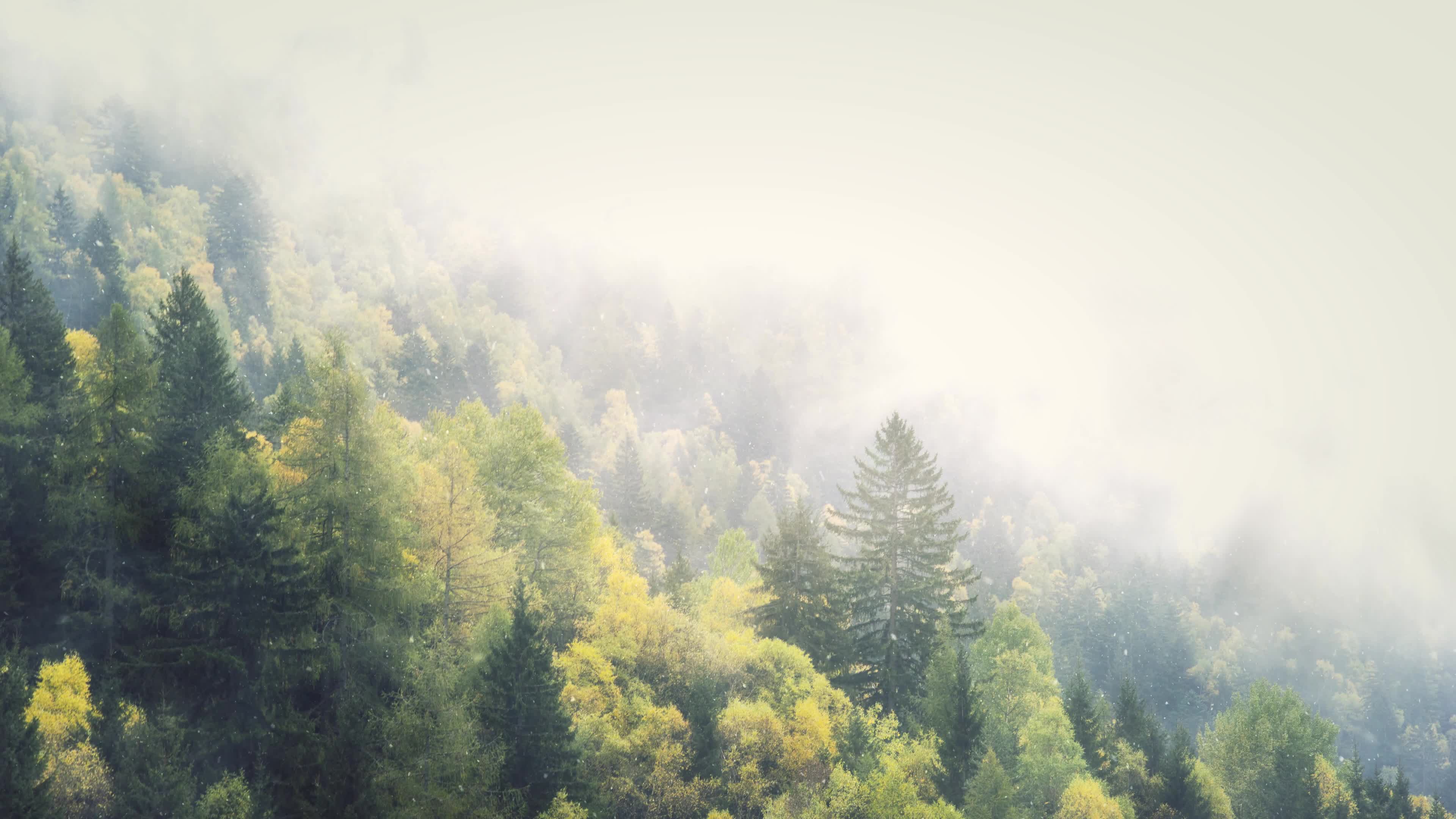 Foggy Snow Winter Forest 4K Live Wallpaper - Free Download