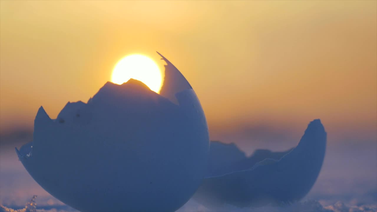Stock Video Cracked Birds Egg Live Wallpaper For PC - Free Download