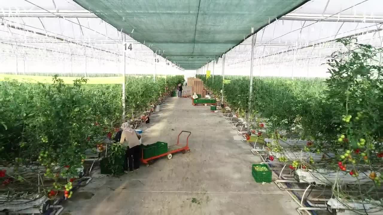 Free Video Stock tomato plants growing Live Wallpaper - Free Download