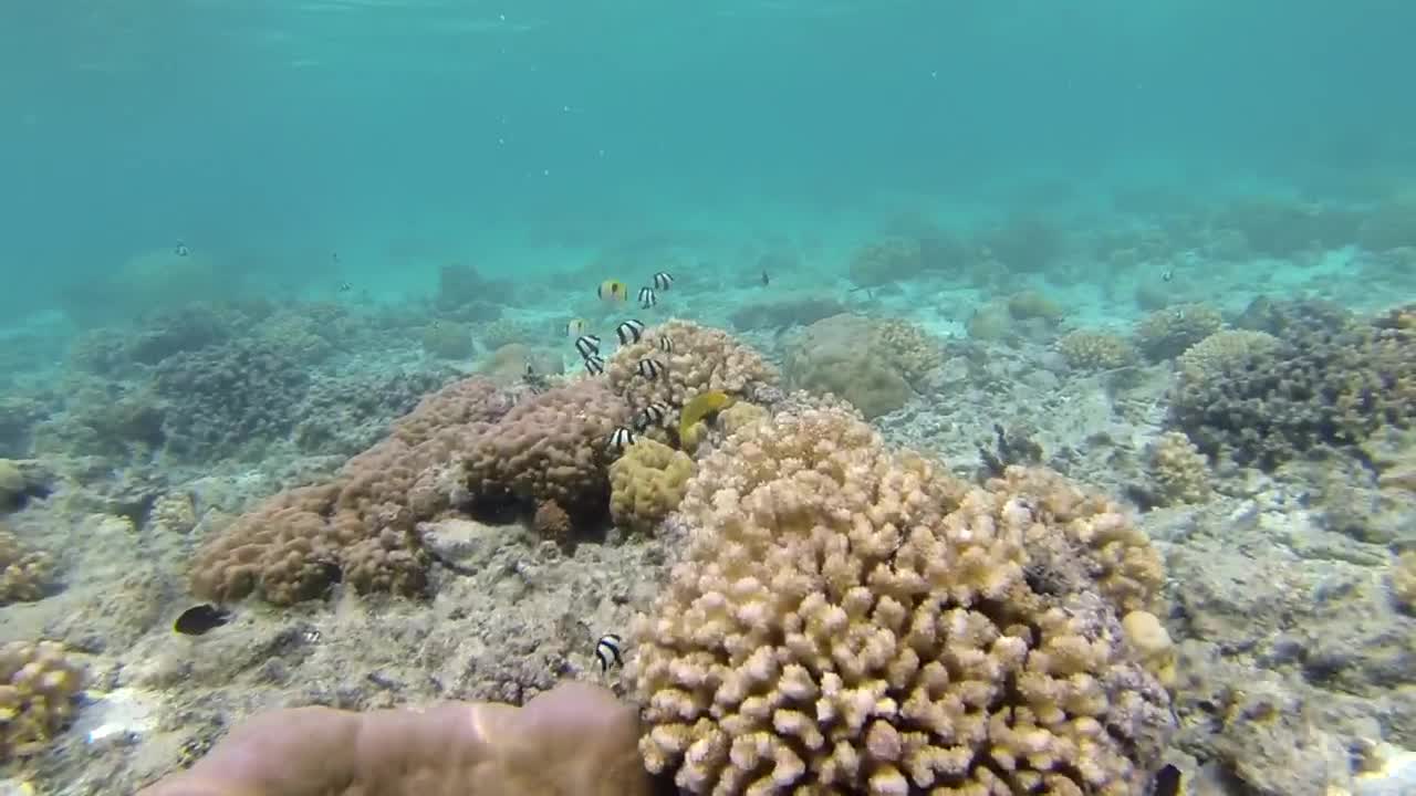 Free Video Stock Snorkeling At The Coral Reef Live Wallpaper - Free Download