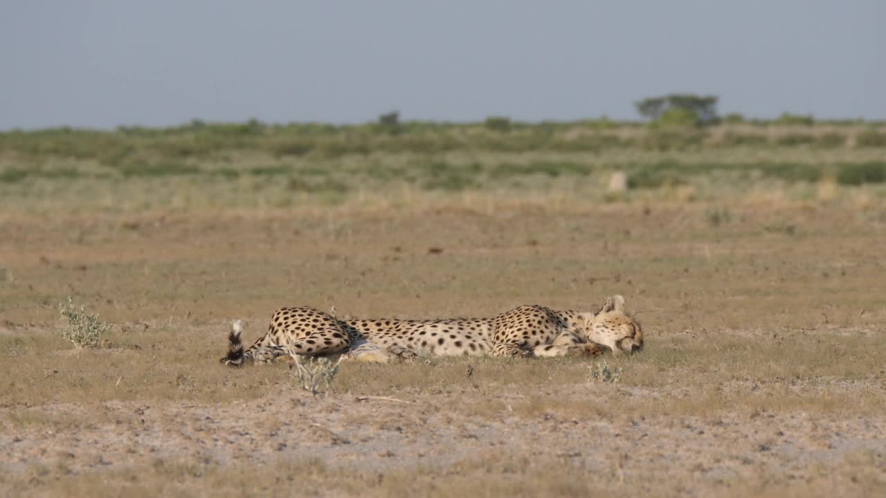 Video Stock Cheetah Resting In The Savanna Live Wallpaper For PC - Free Download