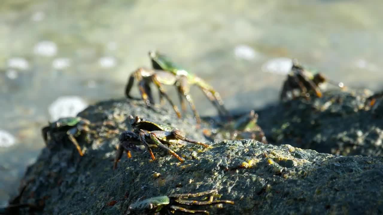 Stock Video Group Of Crabs Standing On A Rock Live Wallpaper For PC - Free Download