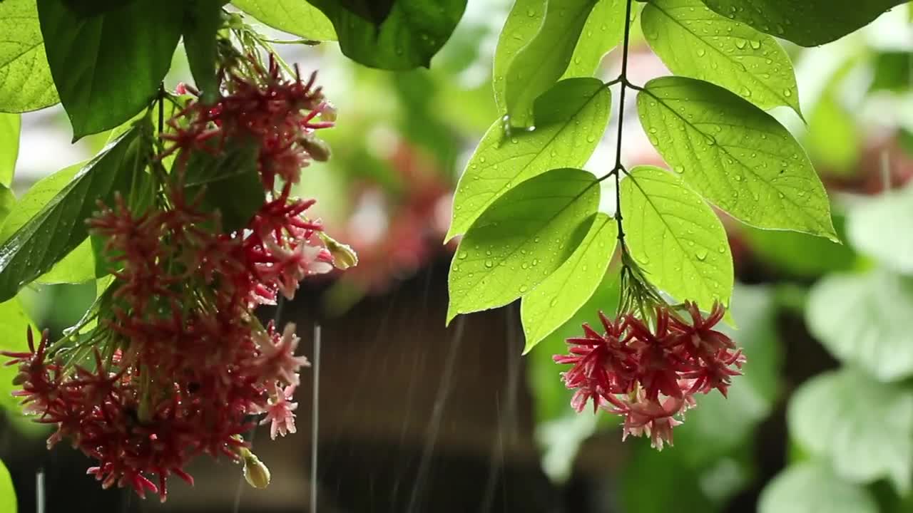 Stock Video Gentle Rain Splashing On Flowers Live Wallpaper For PC - Free Download