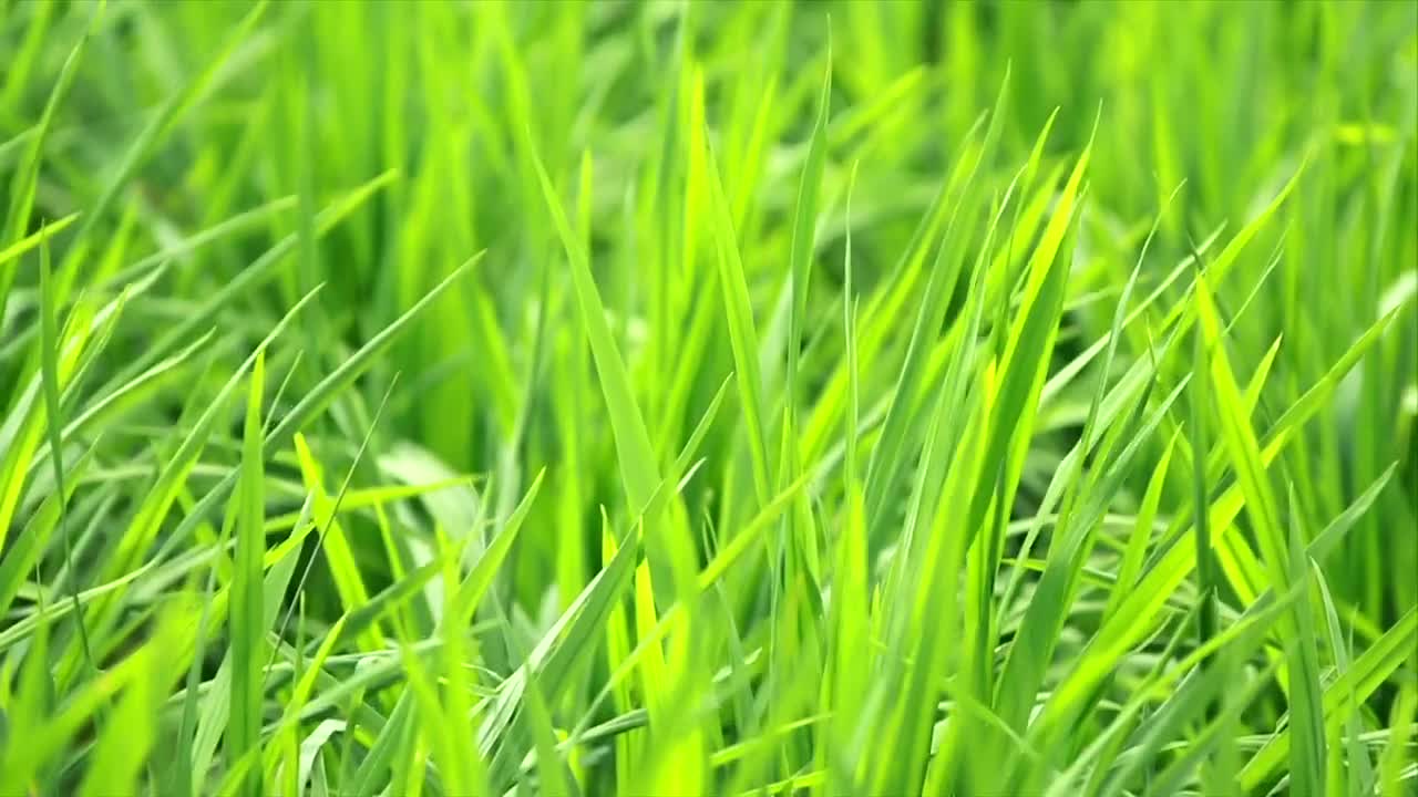 Stock Video Field Full Of Lush Grass Live Wallpaper For PC - Free Download